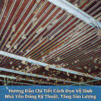 Hướng Dẫn Chi Tiết Cách Dọn Vệ Sinh Nhà Yến Đúng Kỹ Thuật, Tăng Sản Lượng